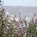 Strandvegetation der Rigaer Bucht (100_0823.JPG) Riga Lettland Baltikum